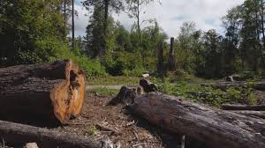 Best Tree Risk Assessment  in Salisbury, MO