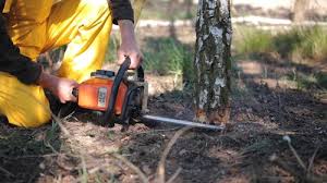 Professional Tree Care in Salisbury, MO