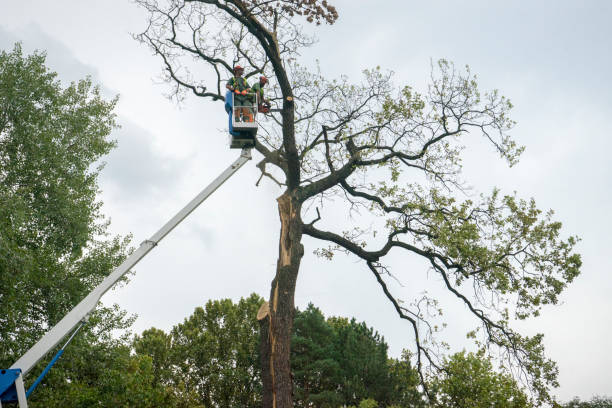 Best Storm Damage Tree Cleanup  in Salisbury, MO