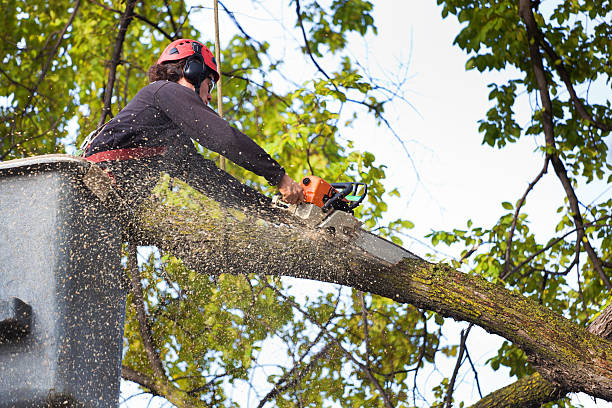 Best Tree Maintenance Programs  in Salisbury, MO